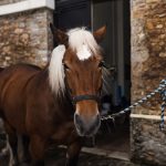 Pferd als Haustier 2026: Kosten, Pflege und Ausrüstung