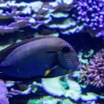 Tauchspots im Roten Meer: Die schönsten Orte