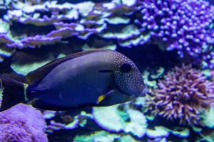 Tauchspots im Roten Meer: Die schönsten Orte
