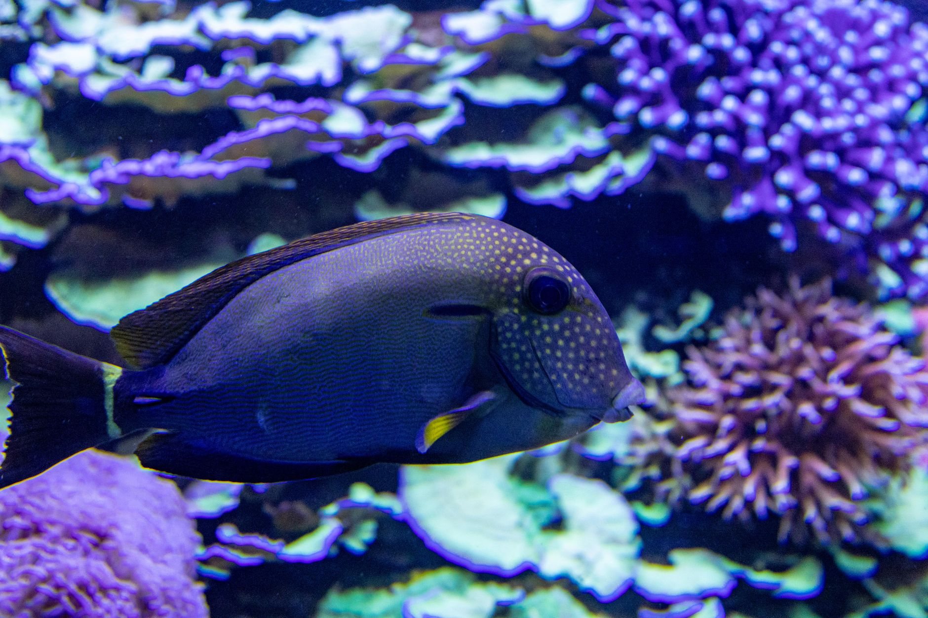 Tauchspots im Roten Meer: Die schönsten Orte
