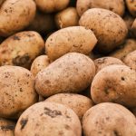 Frisch geerntete Kartoffeln in Nahaufnahme