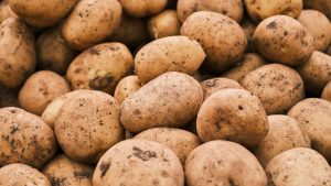 Frisch geerntete Kartoffeln in Nahaufnahme