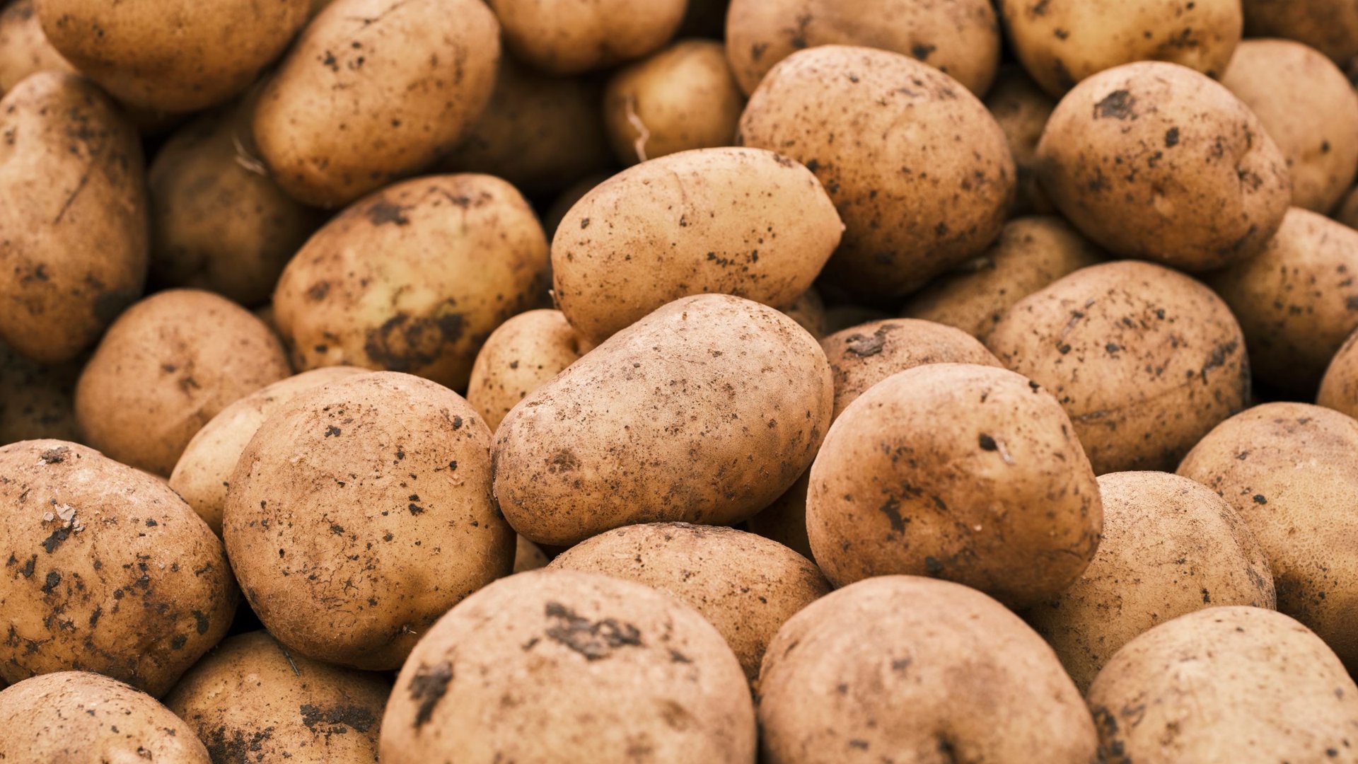 Frisch geerntete Kartoffeln in Nahaufnahme